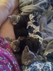 Found/Stray Male Cat last seen I35, Waco, TX 76705