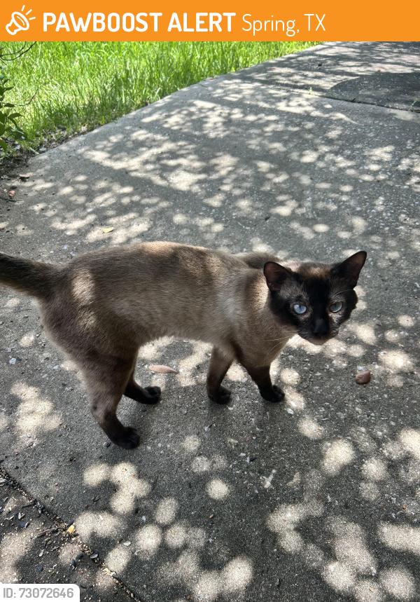 Found/Stray Male Cat last seen Cypresswood & Enchanted Oaks Dr, Spring, TX 77388