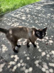 Found/Stray Male Cat last seen Cypresswood & Enchanted Oaks Dr, Spring, TX 77388