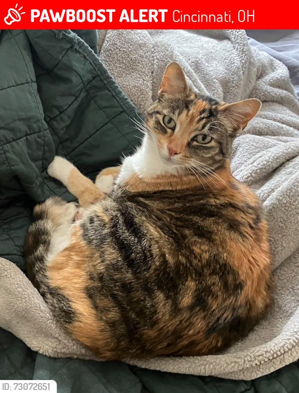 Lost Female Cat last seen Wyatt and Aikenside, Kennedy Heights, Cincinnati, OH 45213