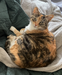 Lost Female Cat last seen Wyatt and Aikenside, Kennedy Heights, Cincinnati, OH 45213