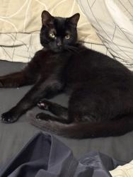 Lost Female Cat last seen Shop on the hill, Kent, England CT10 3HX
