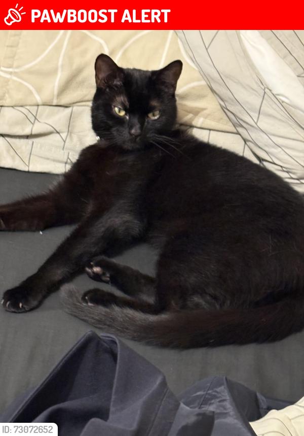 Lost Female Cat last seen Shop on the hill, Kent, England CT10 3HX