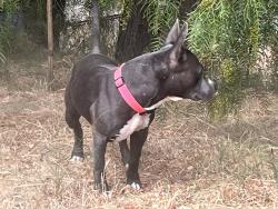Found/Stray Male Dog last seen Lincoln High Place & North Broadway, Los Angeles, CA 90031