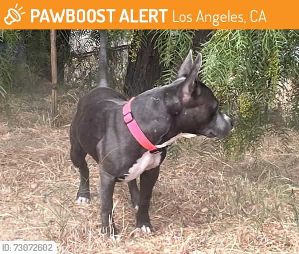 Found/Stray Male Dog last seen Lincoln High Place & North Broadway, Los Angeles, CA 90031