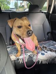 Found/Stray Female Dog last seen Chelton ave brookline pa, Pittsburgh, PA 15226