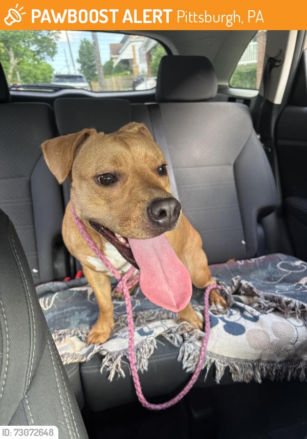 Found/Stray Female Dog last seen Chelton ave brookline pa, Pittsburgh, PA 15226