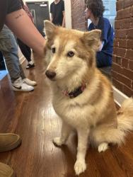 Found/Stray Female Dog last seen Elm, Nashville, TN 37210