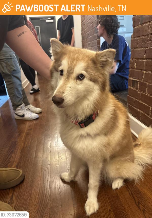Found/Stray Female Dog last seen Elm, Nashville, TN 37210
