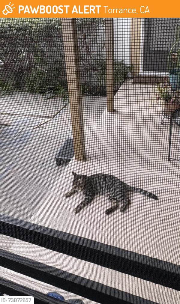 Found/Stray Male Cat last seen Redondo Beach and Yukon, Torrance, CA 90504