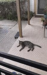 Found/Stray Male Cat last seen Redondo Beach and Yukon, Torrance, CA 90504