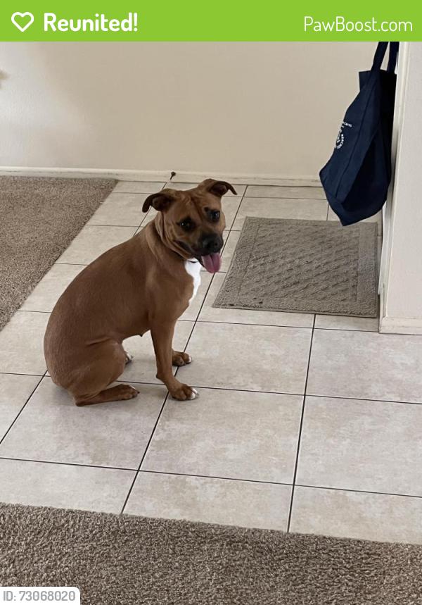 Reunited Female Dog last seen  Behind Walmart neighborhood market, Oldsmar, FL 34677