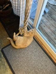 Lost Male Cat last seen Quarry Road and Pendyrus, Delta, PA 17314