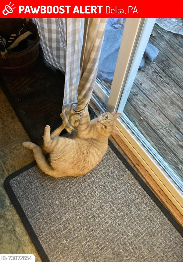 Lost Male Cat last seen Quarry Road and Pendyrus, Delta, PA 17314