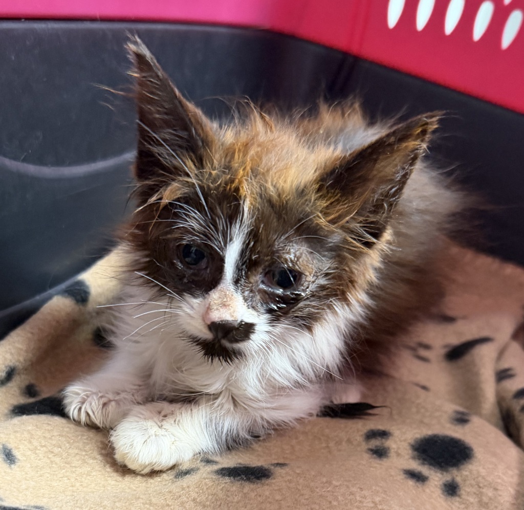 Shelter Stray Female Cat last seen Near Abbe Street, San Diego, CA, 92111, 5500 Gaines St, San Diego, CA 92110, USA