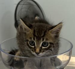 Shelter Stray Male Cat last seen Near Euclid Avenue, San Diego, CA, 92105, 5500 Gaines St, San Diego, CA 92110, USA
