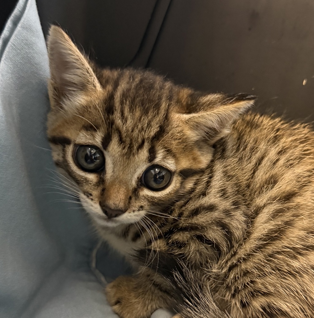 Shelter Stray Female Cat last seen Near Euclid Avenue, San Diego, CA, 92105, 5500 Gaines St, San Diego, CA 92110, USA