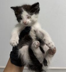 Shelter Stray Female Cat last seen 17th St, San Diego, CA, 92101, 5500 Gaines St, San Diego, CA 92110, USA