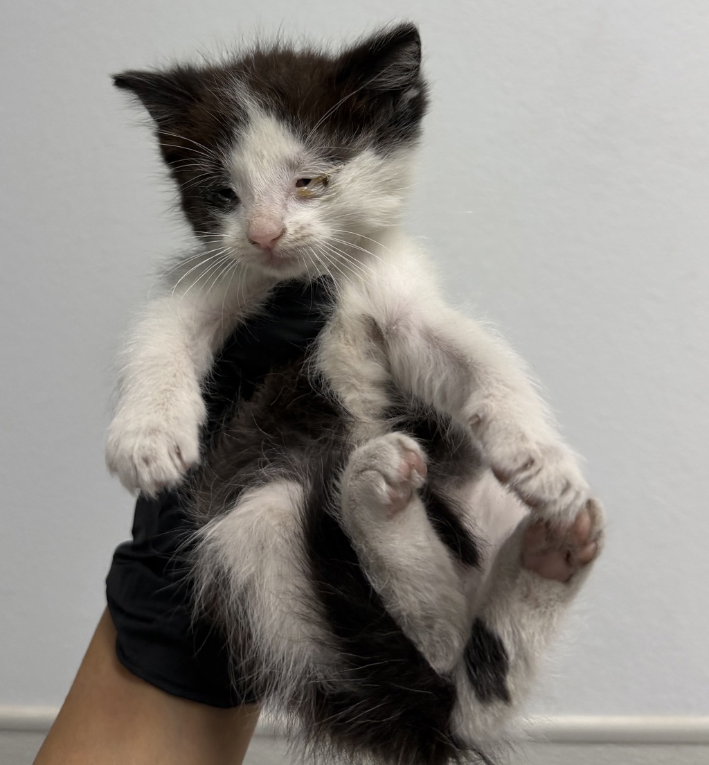 Shelter Stray Female Cat last seen 17th St, San Diego, CA, 92101, 5500 Gaines St, San Diego, CA 92110, USA