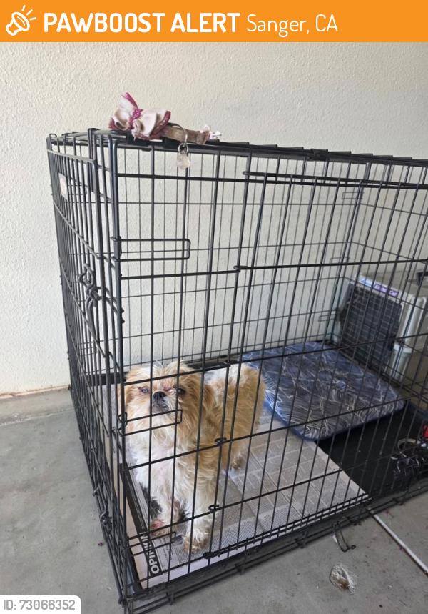 Found/Stray Female Dog last seen Frankwood & Central Ave, Sanger, CA 93657