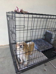 Found/Stray Female Dog last seen Frankwood & Central Ave, Sanger, CA 93657