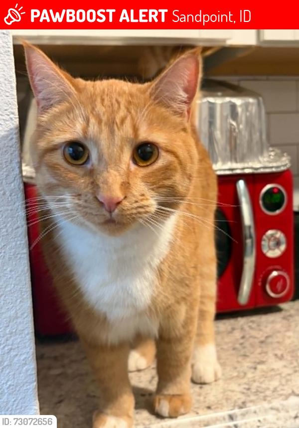 Lost Male Cat last seen Samuels Gas station area, Sandpoint, ID 83864
