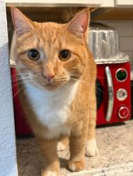 Lost Male Cat last seen Samuels Gas station area, Sandpoint, ID 83864