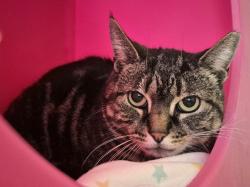 Lost Female Cat last seen Skippack Pike and Church Rd, Schwenksville, PA 19473