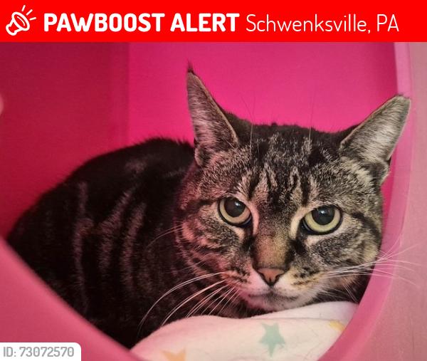 Lost Female Cat last seen Skippack Pike and Church Rd, Schwenksville, PA 19473