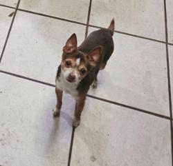 Lost Male Dog last seen Beard st, Hot Springs, AR 71913