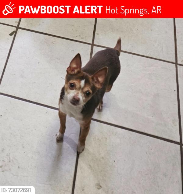 Lost Male Dog last seen Beard st, Hot Springs, AR 71913