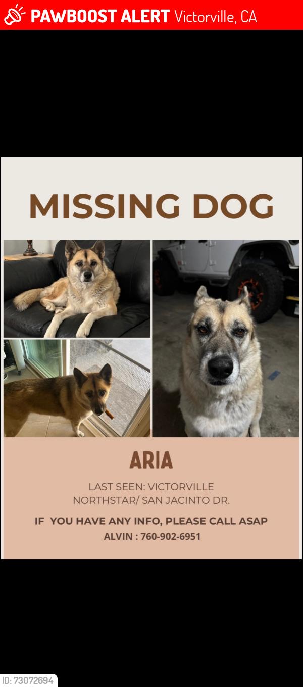 Lost Female Dog last seen Northstar, Victorville, CA 92392