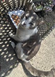 Found/Stray Unknown Cat last seen Deveraux and Erdrick, Philadelphia, PA 19135