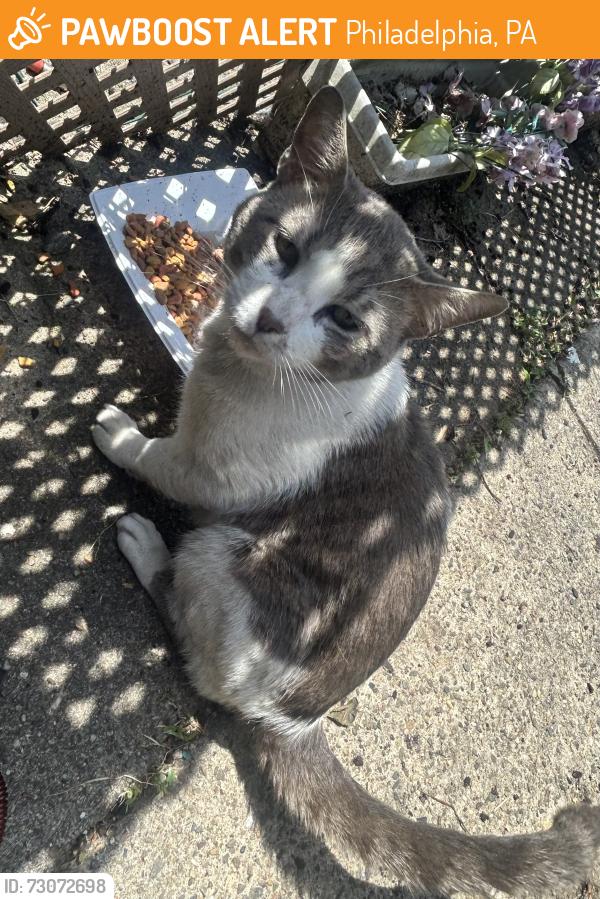 Found/Stray Unknown Cat last seen Deveraux and Erdrick, Philadelphia, PA 19135