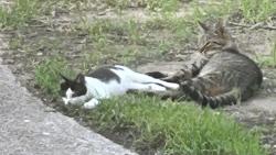 Found/Stray Unknown Cat last seen Cypresswood & enchanted oaks dr, Spring, TX 77388