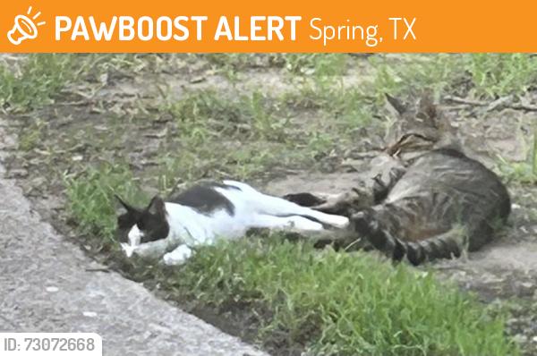 Found/Stray Unknown Cat last seen Cypresswood & enchanted oaks dr, Spring, TX 77388
