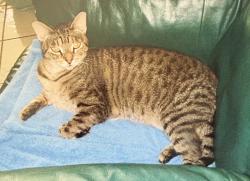 Lost Female Cat last seen O’Berry rd, Dudley, NC 28333