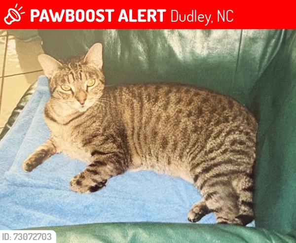 Lost Female Cat last seen O’Berry rd, Dudley, NC 28333