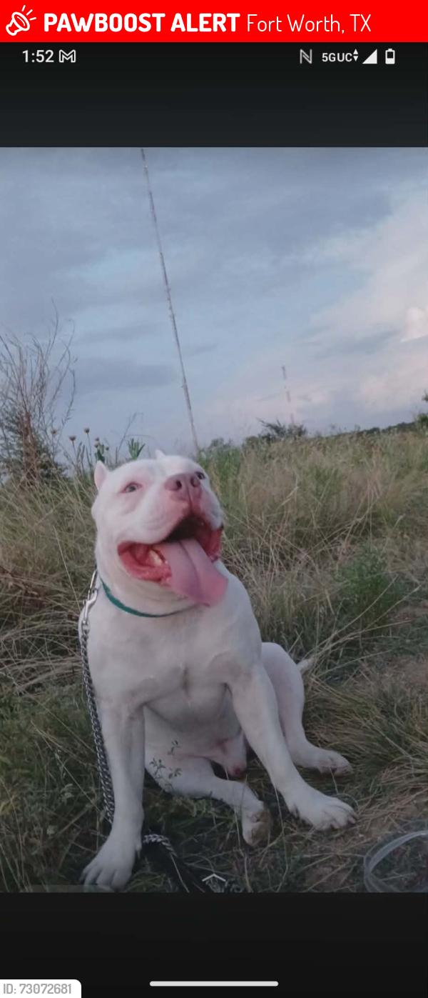 Lost Male Dog last seen Mt.Vernon & Sanderson Ave, Fort Worth, TX 76103