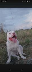 Lost Male Dog last seen Mt.Vernon & Sanderson Ave, Fort Worth, TX 76103