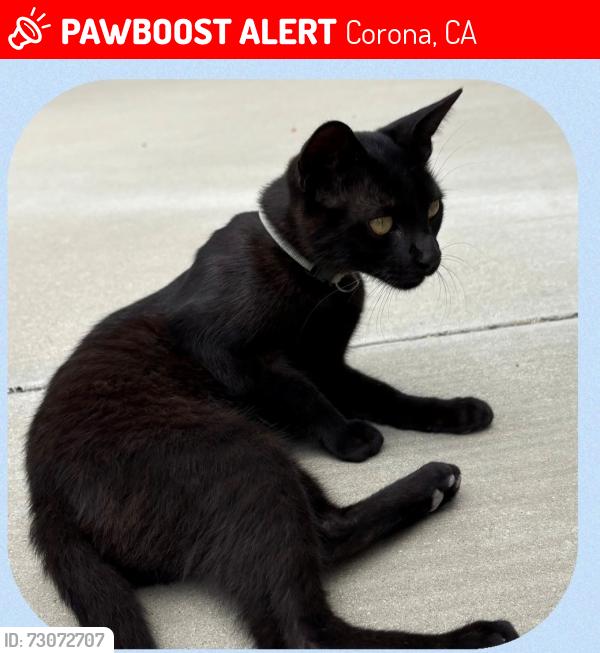 Lost Male Cat last seen Scholar and 65th Street, Corona, CA 92880