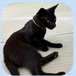 Lost Male Cat last seen Scholar and 65th Street, Corona, CA 92880