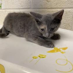 Shelter Stray Female Cat last seen , 2350 Appling City Cove, Memphis, TN 38133, USA