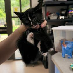 Shelter Stray Unknown Cat last seen , 901 N Haverty St, Pine Bluff, AR 71601, USA