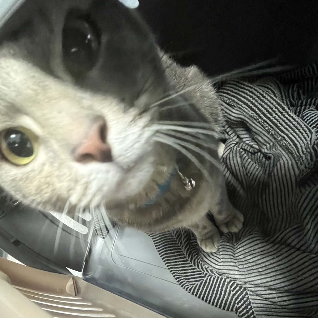 Shelter Stray Female Cat last seen , Animal Care & Control Team of Philly, 111 W Hunting Park Ave, Philadelphia, PA 19140, USA
