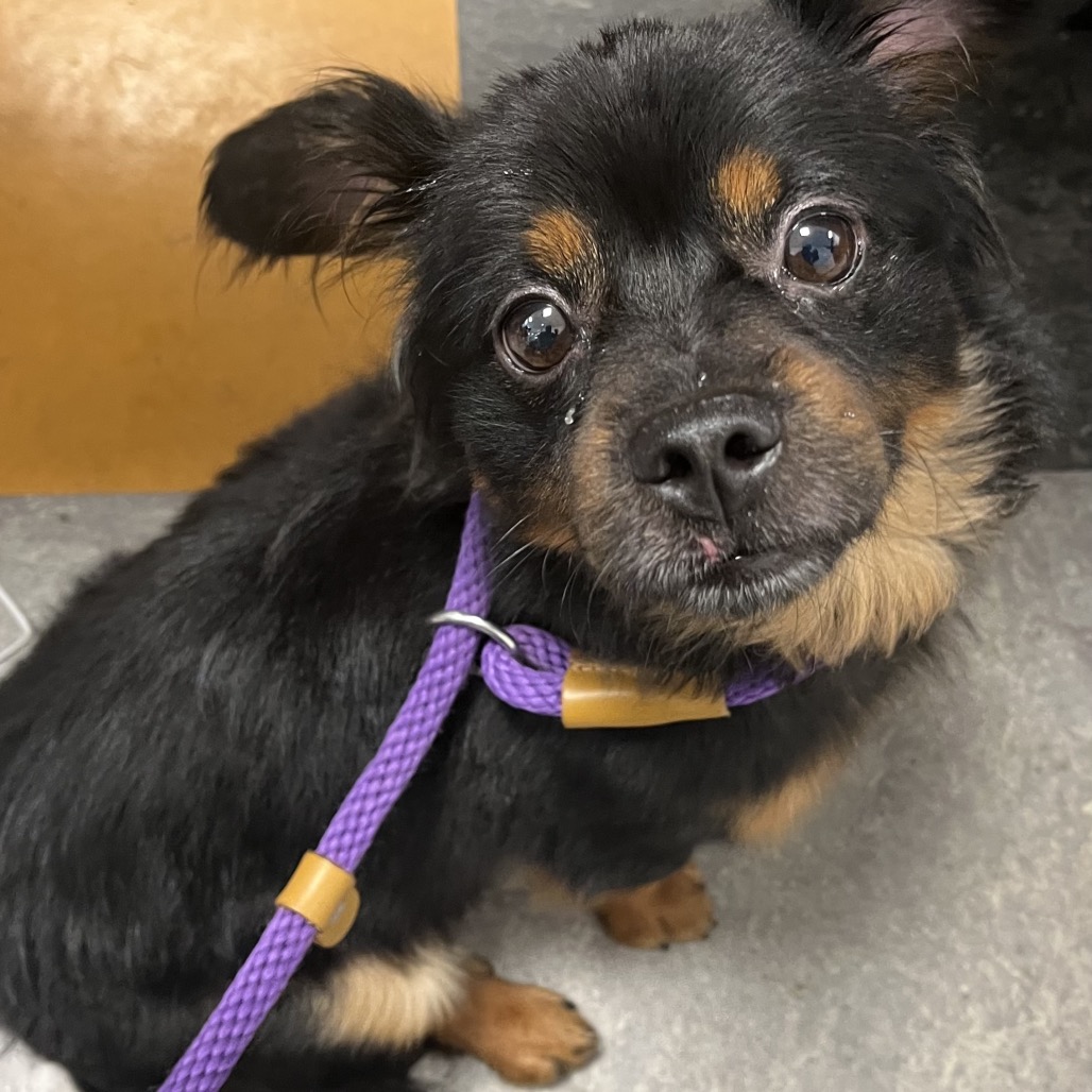 Shelter Stray Male Dog last seen , Animal Care & Control Team of Philly, 111 W Hunting Park Ave, Philadelphia, PA 19140, USA