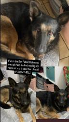 Lost Female Dog last seen Near 28th st, Richmond, CA 94804