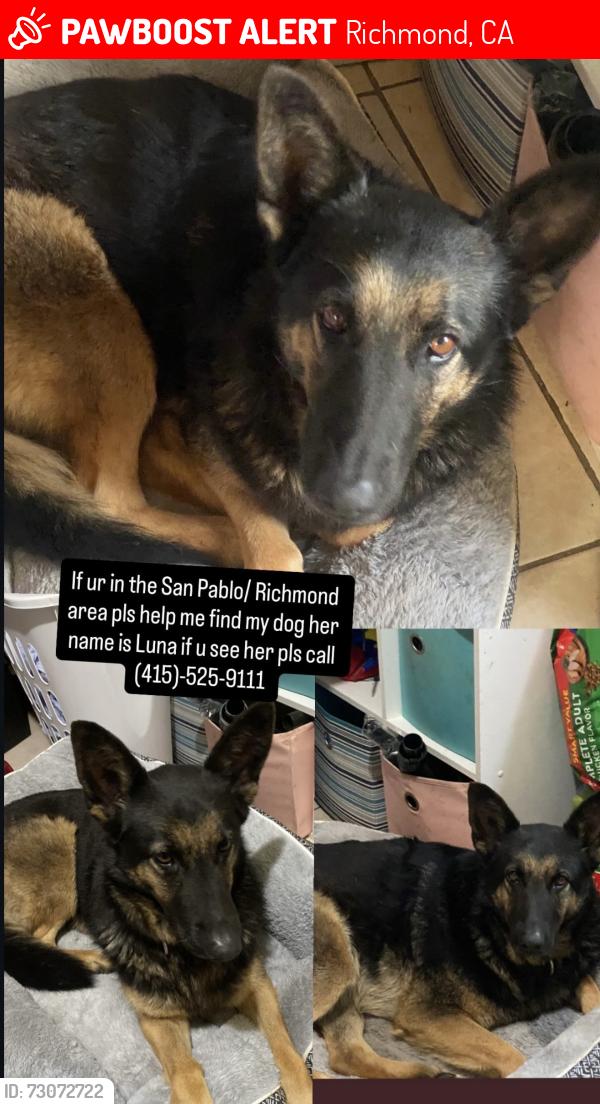 Lost Female Dog last seen Near 28th st, Richmond, CA 94804