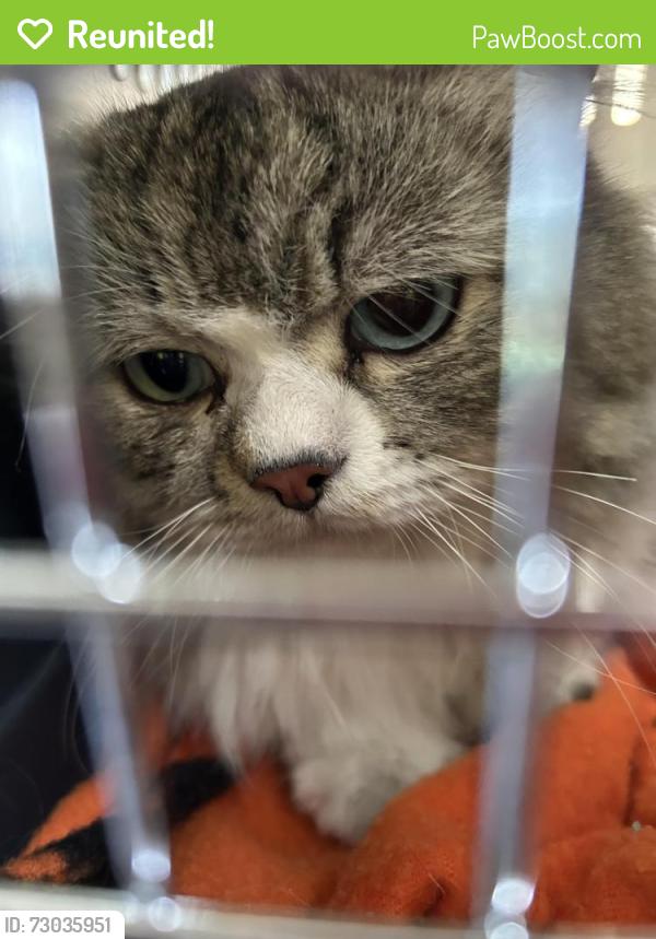 Reunited Male Cat last seen Lullaboo Nursery, McCarron Park, Glen Erin Trail, Mississauga, ON L5M