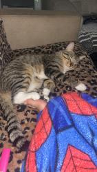 Reunited Male Cat last seen Lincoln and Woodlawn, Wichita, KS 67218